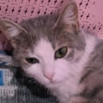 Elif