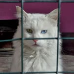 Hatice