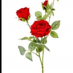 Deren