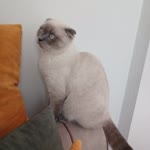 Sevgi