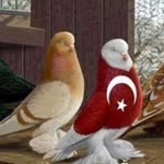 Münewer