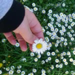 Damla