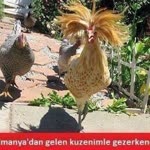 Seyfettin