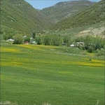Suphi