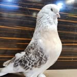 Orhan
