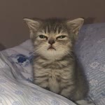 Sıla
