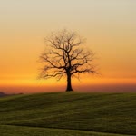 Hossein