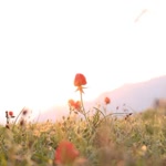 Ebru