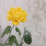 Muhsin