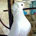 Harun