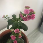 Özlem