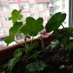 Pembe