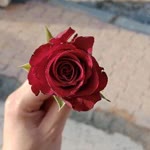 Rabia