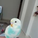 Bahar