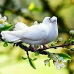 Filiz