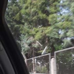 Osman