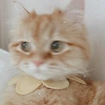 Elanur