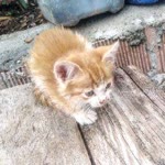 Mert
