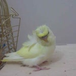 Filiz