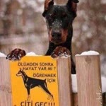 Ozan