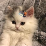 Ceyda