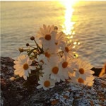 Emine