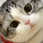 Özlem
