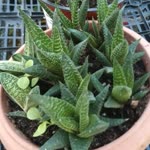 Haworthiagasteria