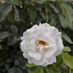 Muhammed