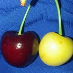 Nilay