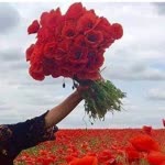 Sevcan
