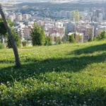 Gül