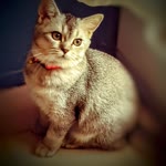 Profil fotoğrafı
