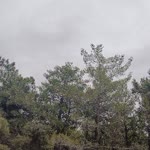 Tolgahan