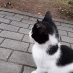 Melike