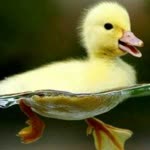 Yakup