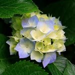 Rabia