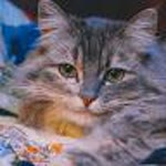 Beyza