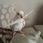 Gökhan