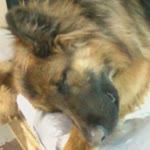 Serdar