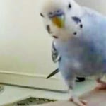 Arzu
