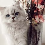 Beren