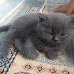 Fatma