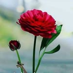 Ayşe