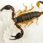 Canakan