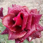 Orhan