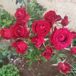 İbrahim