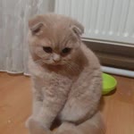 Turan