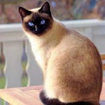 Necla