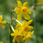 Fulya
